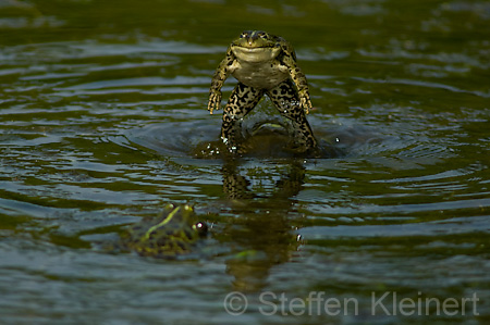 Teichfrosch (Rana kl. esculenta)  - 11